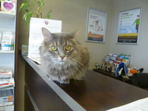 Cat on Counter, Rosswell Animal Hospital