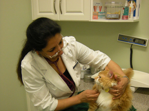 Dr. Kausar, Rosswell Animal Hospital