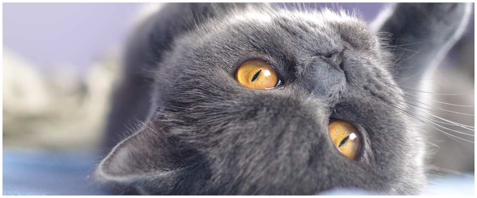 Grey Cat Laying on Back